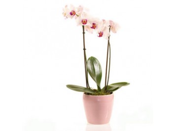 Kétágú orchidea