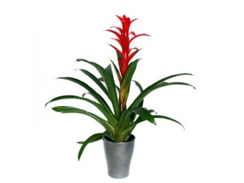 Bromelia Guzmania