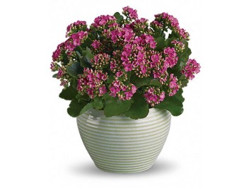 Coral flower