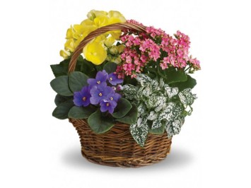 Potted flowers in basket