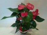 Anthurium